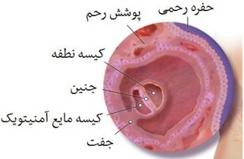 هفته دوم بارداری و اتفاقات عجیب و جالب که ماردان و جنین تجربه می کنند+ عکس