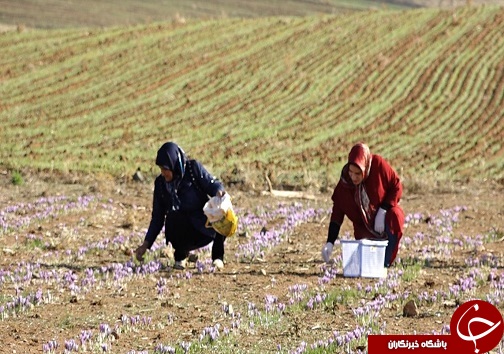 تصاویری از برداشت زعفران در لرستان