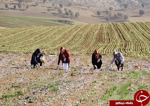 تصاویری از برداشت زعفران در لرستان