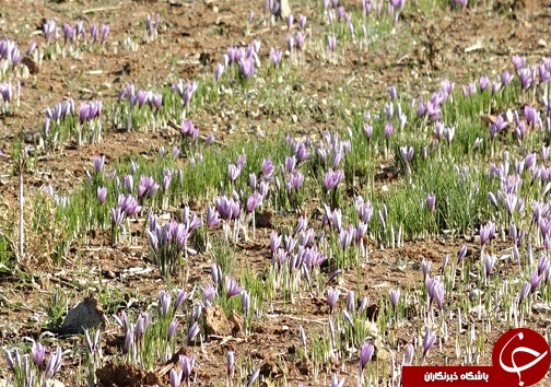 تصاویری از برداشت زعفران در لرستان