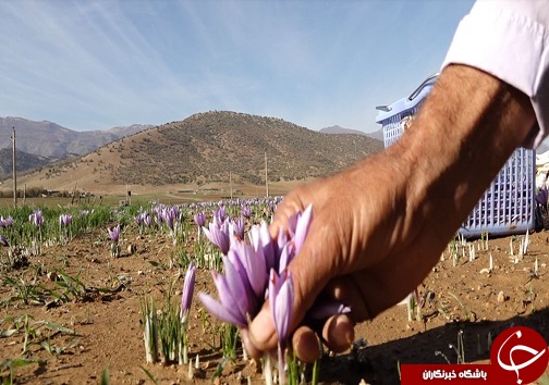 تصاویری از برداشت زعفران در لرستان