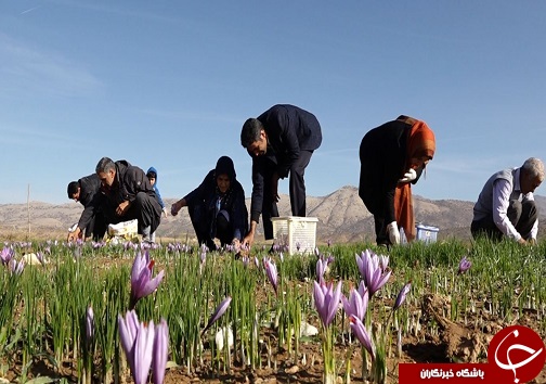 تصاویری از برداشت زعفران در لرستان