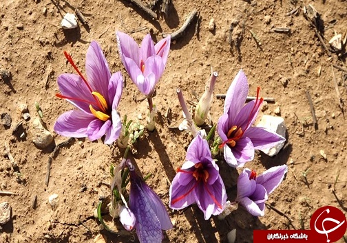 تصاویری از برداشت زعفران در لرستان