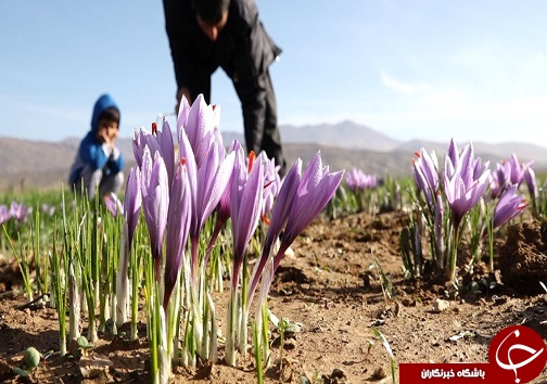تصاویری از برداشت زعفران در لرستان