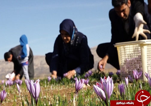 تصاویری از برداشت زعفران در لرستان