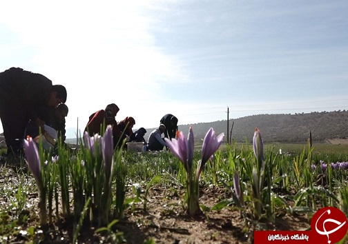 تصاویری از برداشت زعفران در لرستان