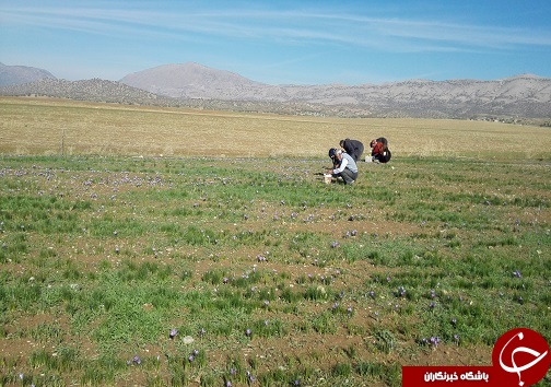 تصاویری از برداشت زعفران در لرستان