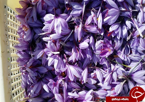 تصاویری از برداشت زعفران در لرستان