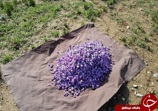 تصاویری از برداشت زعفران در لرستان