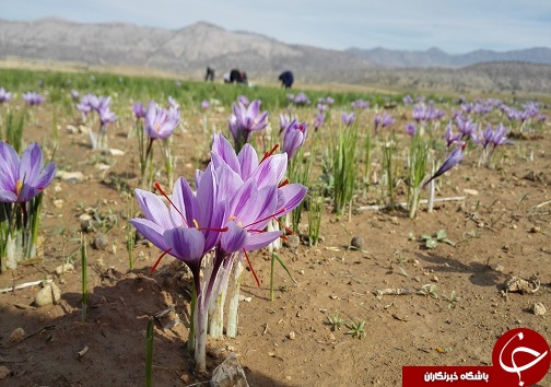 تصاویری از برداشت زعفران در لرستان