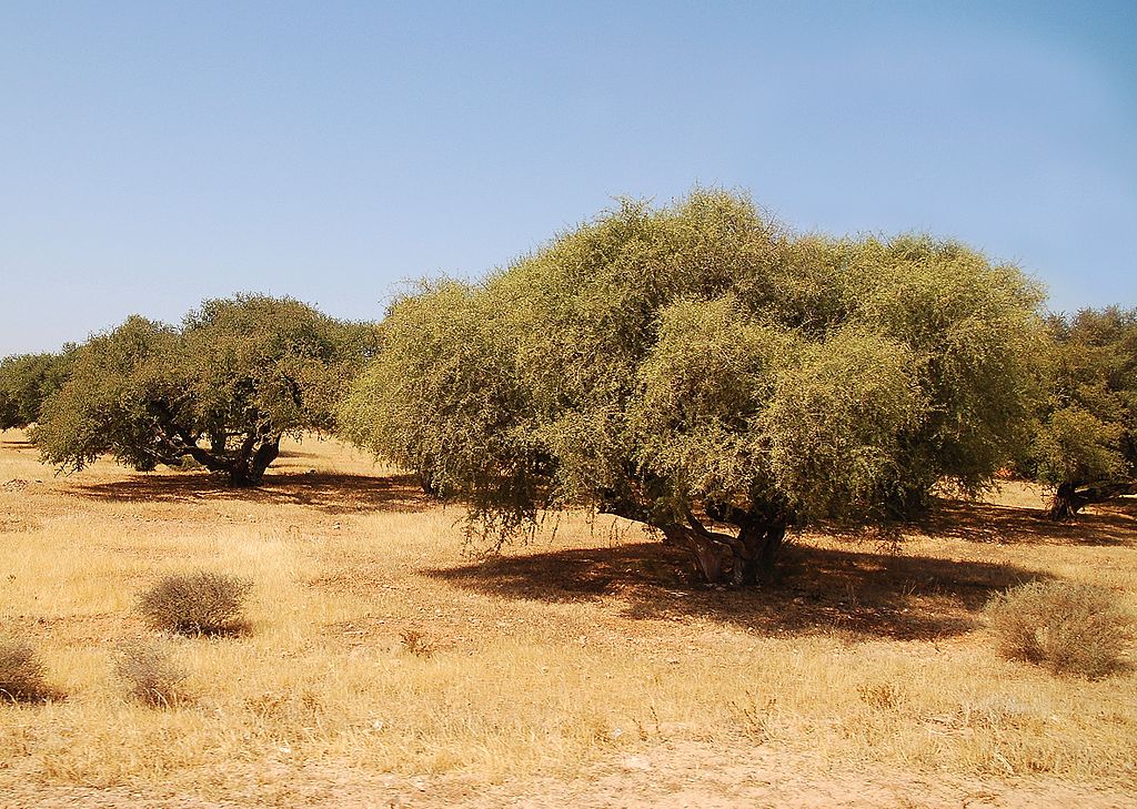 روغن آرگان چیست و چه خواصی دارد؟