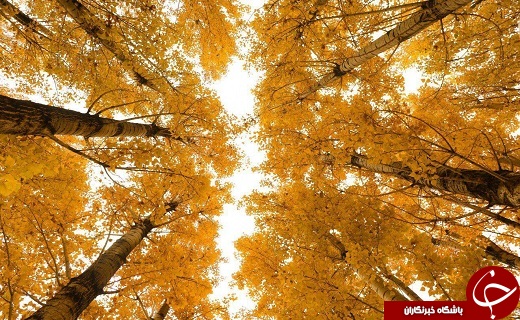 طبیعت زیبای پاییزی ارومیه+تصاویر