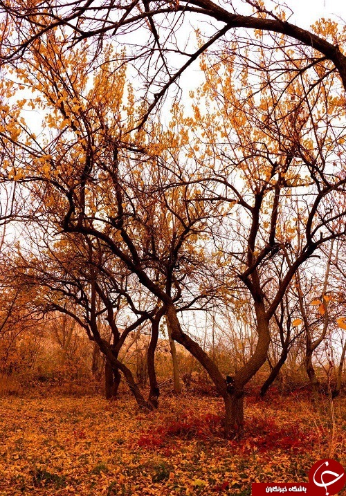 طبیعت زیبای پاییزی ارومیه+تصاویر