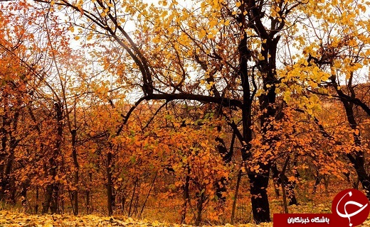 طبیعت زیبای پاییزی ارومیه+تصاویر