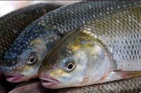 معدوم سازی بیش از ۳۷۰ کیلوگرم ماهی قزل آلای فاسد