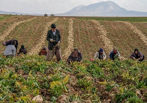 برداشت بیش از 24 هزار تن چغندر قند در اردبیل