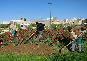 کاشت درختان متناسب با اقلیم در هر منطقه