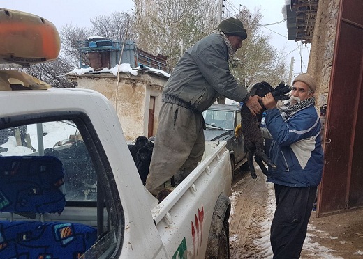 گرفتار شدن چوپانان ساوه&zwnj;ای در برف