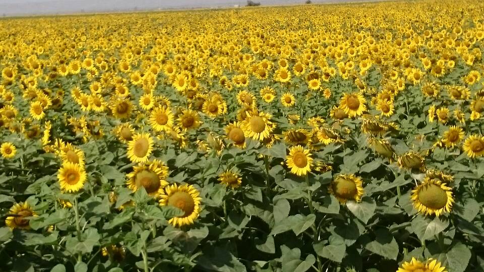 کاشت گلرنگ و آفتابگردان بهاره در جنوب کرمان از ۲۰ آذر کاشت گلرنگ و آفتابگردان بهاره در جنوب کرمان از ۲۰ آذر