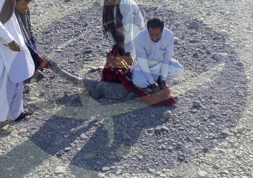 زنده گیری یک سر تمساح سرگردان در سرباز