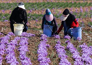 آغاز برداشت زعفران در شهرستان قزوین