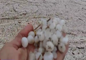 صحنه‌ای عجیب از جاری شدن رودخانه تگرگ در "بنگستان" + فیلم