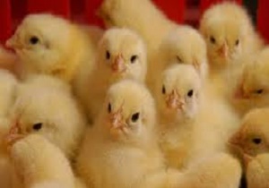 افزایش ۷۰ درصدی صادرات جوجه یک روزه به افغانستان