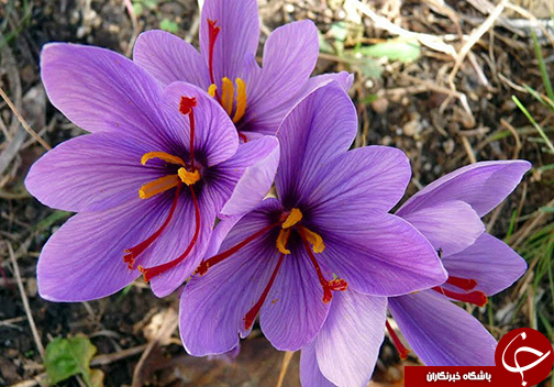 گلستان بهشت تولیدات دارویی / ثروتی که کمتر به آن توجه می شود.