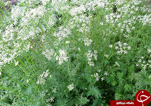 گلستان بهشت تولیدات دارویی / ثروتی که کمتر به آن توجه می شود.