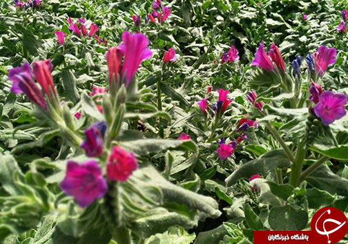 گلستان بهشت تولیدات دارویی / ثروتی که کمتر به آن توجه می شود.