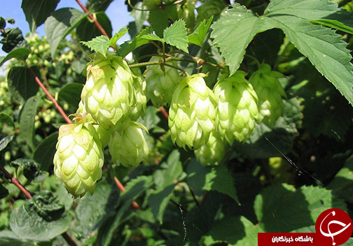 گلستان بهشت تولیدات دارویی / ثروتی که کمتر به آن توجه می شود.