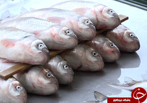 حال صیادان شمال این روز&zwnj;ها حال دلپذیری است
