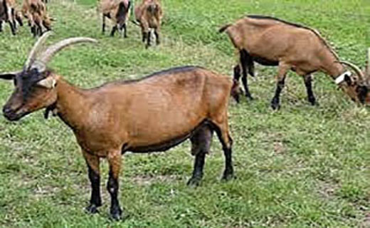 از تولید خرما با طعم&zwnj;های متفاوت در بوشهر تا روی خوش دریا به صیادان + فیلم