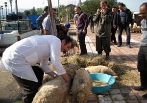 نظارت بر ضدعفونی بیش از 2هزار خودرو حمل طیور زنده در قاین