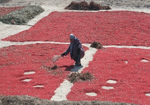 800 سالن و بارگاه زرشک در شهرستان زیرکوه