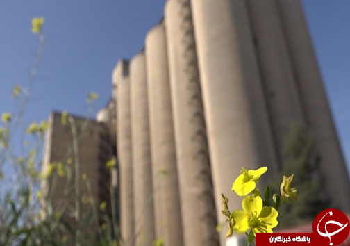 سیلو&zwnj;های مملو از گندم مازندران