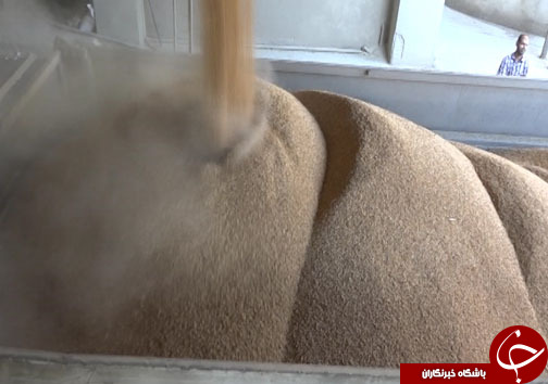 سیلو&zwnj;های مملو از گندم مازندران