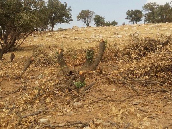 روند تخریب منابع طبیعی نگران کننده است