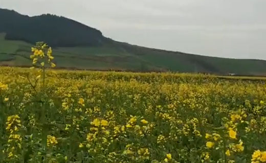گوشه&zwnj;ای از طبیعت بهاری در &laquo;آزادشهر&raquo;/ برپایی نمایشگاه وسایل قدیمی آموزش در &laquo;بافق&raquo;/ بارش اولین برف بهاری در &laquo;شهمیرزاد&raquo; + فیلم و تصاویر