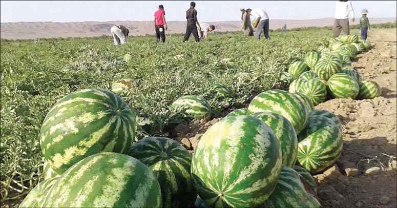 آغاز برداشت هندوانه در جنوب کرمان