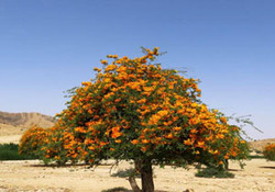 انار شیطان به گل نشست / منطقه تسان بستک پذیرای گردشگران طبیعت