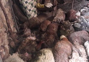 تلف شدن ۱۰۰ رأس دام عشایر کوهدشت