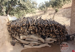 عاملان قطع درختان جنگلی سروآباد دستگیر شدند