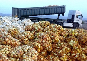 کشف محموله پیاز قاچاق در کردستان