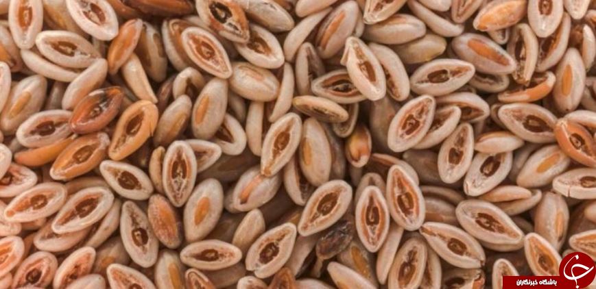 گیاه اسفرزه و فواید عجیب و غریب آن