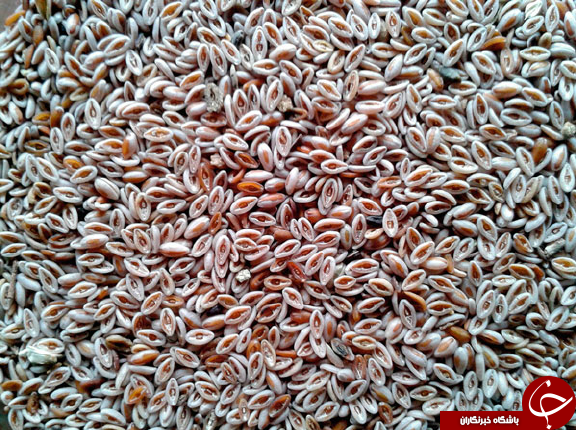 گیاه اسفرزه و فواید عجیب و غریب آن