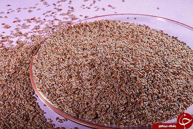 گیاه اسفرزه و فواید عجیب و غریب آن