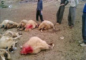 تلف شدن ۱۸ راس گوسفند بر اثر صاعقه در پلدختر
