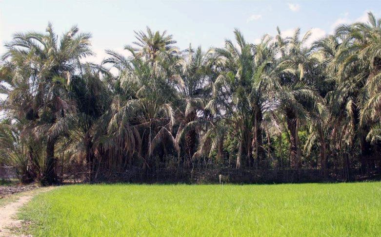 هیچان؛ دهکده گردشگری و فرهنگی در جنوب سیستان و بلوچستان