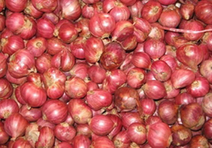 کشف انبار احتکار پیاز در شیراز